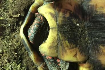 Schildkröten  kaufen und verkaufen Foto: Chelonoidis Carbonaria/Red Footed Tortoise.