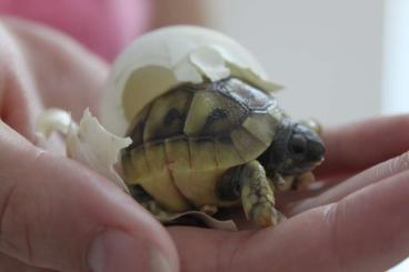 Schildkröten  kaufen und verkaufen Foto: Griechische Landschildkröten