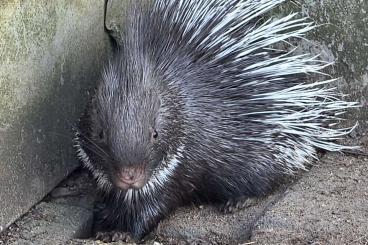 Exotic mammals kaufen und verkaufen Photo: Weißschwanz-Stachelschwein Exotic mammals kaufen und verkaufen Photo: Weißschwanz-Stachelschwein