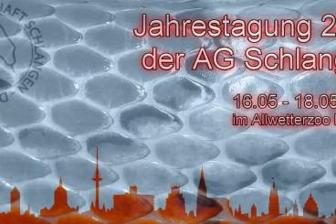 Snakes kaufen und verkaufen Photo: Jahrestagung der AG Schlangen der DGHT in Münster Snakes kaufen und verkaufen Photo: Jahrestagung der AG Schlangen der DGHT in Münster