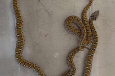 Schlangen kaufen und verkaufen Foto: Montivipera albizona CB 2024 Schlangen kaufen und verkaufen Foto: Montivipera albizona CB 2024