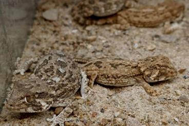 Lizards kaufen und verkaufen Photo: V. macraei, E. mandarinus, T. chazaliae Lizards kaufen und verkaufen Photo: V. macraei, E. mandarinus, T. chazaliae