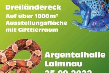 Schlangen kaufen und verkaufen Foto: Reptilienbörse Dreiländereck 