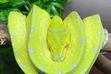 Pythons kaufen und verkaufen Photo: Morelia viridis Nz.02.2024 Pythons kaufen und verkaufen Photo: Morelia viridis Nz.02.2024