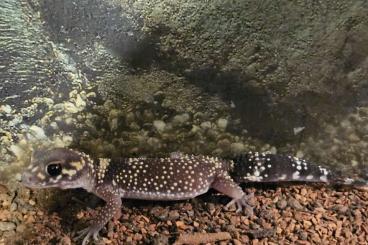 Geckos kaufen und verkaufen Foto: Underwoodisaurus milii/Australischer Dickschwanzgecko