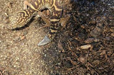 Geckos kaufen und verkaufen Photo: 0.1 Coleonyx elegans abzugeben 