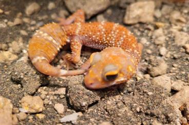 Geckos kaufen und verkaufen Photo: 1.0 Underwoodisaurus husbandi Albino 