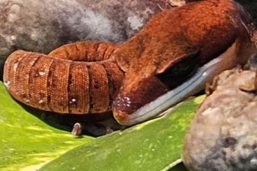 Geckos kaufen und verkaufen Photo: 1.2 Aeluroscalabotes dorsalis/Fuchsgesichtsgecko abzugeben Geckos kaufen und verkaufen Photo: 1.2 Aeluroscalabotes dorsalis/Fuchsgesichtsgecko abzugeben