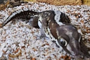 Geckos kaufen und verkaufen Photo: 1.2 Paroedura picta/Mad. Großkopfgecko Geckos kaufen und verkaufen Photo: 1.2 Paroedura picta/Mad. Großkopfgecko