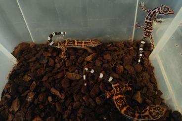 Geckos kaufen und verkaufen Foto: Goniurosaurus orientalis Männchen 