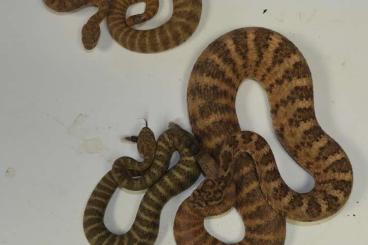 Giftschlangen kaufen und verkaufen Foto: Das Reptilienhaus Uhldingen gibt ab: