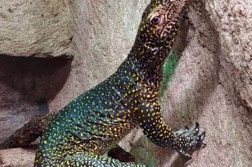 Echsen kaufen und verkaufen Foto: For sale Varanus Doreanus Echsen kaufen und verkaufen Foto: For sale Varanus Doreanus