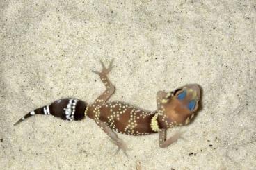 Geckos kaufen und verkaufen Foto: Underwoodisaurus milii                  