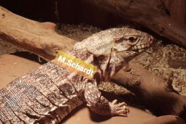 Lizards kaufen und verkaufen Photo: Teju, 0,1 Salvator rufescens abzugeben