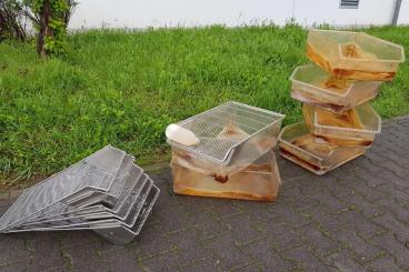 Supplies kaufen und verkaufen Photo: 6 Makrolon Rattenkäfige mit 6Trinkflaschen