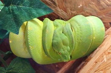 Schlangen kaufen und verkaufen Foto: Morelia viridis grüner Baumpython Schlangen kaufen und verkaufen Foto: Morelia viridis grüner Baumpython