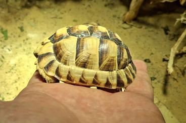 Tortoises kaufen und verkaufen Photo: Testudo Kleinmanni/Ägyptische Landschildkröte abzugeben Tortoises kaufen und verkaufen Photo: Testudo Kleinmanni/Ägyptische Landschildkröte abzugeben