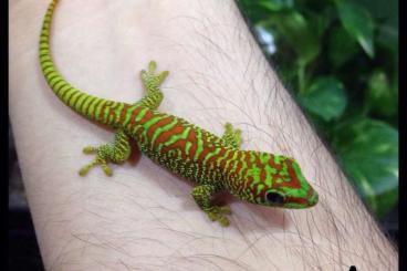 Geckos kaufen und verkaufen Foto: Phelsuma madagascariensis hight red 