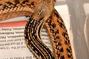 Schlangen kaufen und verkaufen Foto: San Diego Gopher snakes various Morphs
