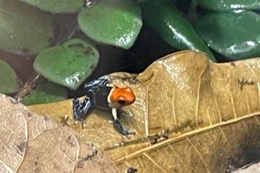 frogs kaufen und verkaufen Photo: Ranitomeya fantastica True Nominat für hamm 