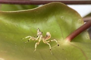 Insects kaufen und verkaufen Photo: Abzugeben: Theopropus elegans