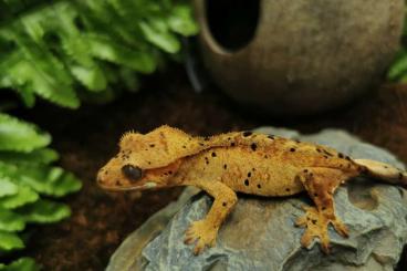 Lizards kaufen und verkaufen Photo: Ciliatus for Verona Reptiles