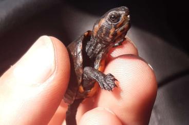 Schildkröten  kaufen und verkaufen Foto: Kinosternon cruentatum NZ22