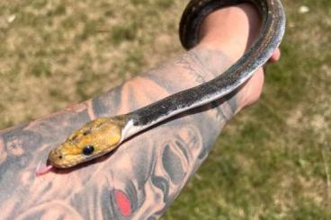 Pythons kaufen und verkaufen Foto: Het pied / pied / poss het pied