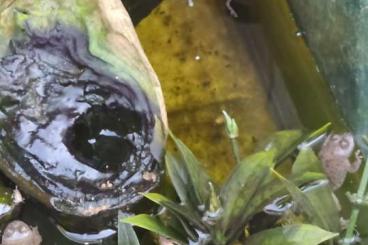 newts and salamanders kaufen und verkaufen Photo: Hallo suche Kammmolch unter Arten