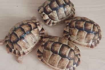 Turtles and Tortoises kaufen und verkaufen Photo: Testudo kleinmanni  CB 23