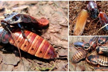 Feeder animals kaufen und verkaufen Photo: www.insectpower.de  # top Futtertiere #