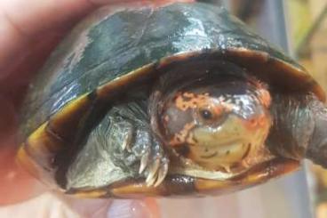 Schildkröten  kaufen und verkaufen Foto: Kinosternon cruentatum Zuchtgruppe i.A. 