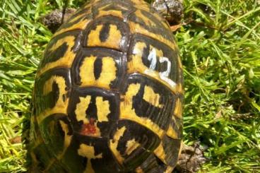 Tortoises kaufen und verkaufen Photo: Testudo hermanni hermanni, Varanus beccari