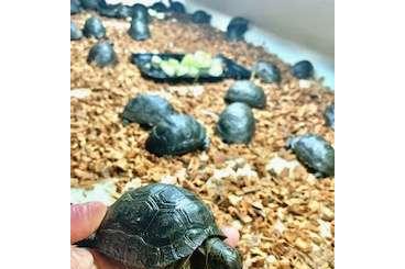Schildkröten  kaufen und verkaufen Foto: Aldabrachelys gigantea available