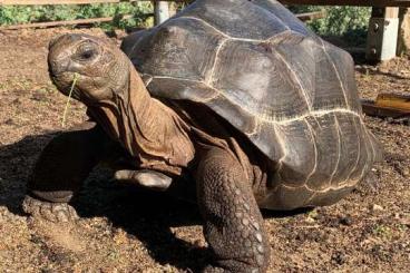 Turtles and Tortoises kaufen und verkaufen Photo: Aldabrachelys gigantea, Astrochelys radiata