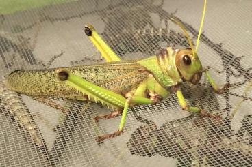 Insekten kaufen und verkaufen Foto: Fresh Tropidacris collaris pairs.