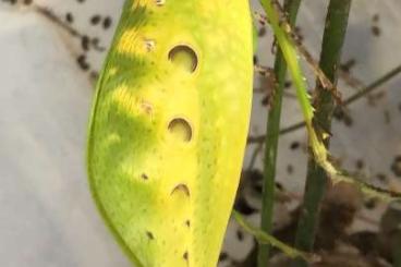 Insekten kaufen und verkaufen Foto: Looking for Ancylecha fenestrata