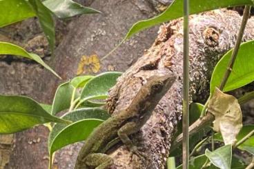 Echsen  kaufen und verkaufen Foto: Anolis leachii 1,0,1 vermutlich 1,1