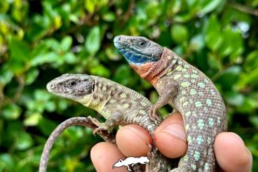 Lizards kaufen und verkaufen Photo: CB 2023 Timon kurdistanicus 