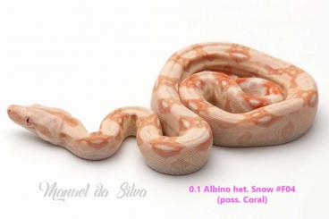 Boas kaufen und verkaufen Photo: Boa Babys - Albino (Kahl) het Anery1 (Aus Coral Line) - NZ 21