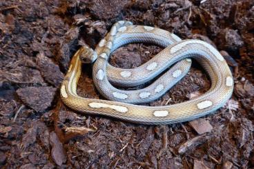 Schlangen kaufen und verkaufen Foto: Kornnattern (Pantherophis guttatus)