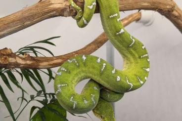 Snakes kaufen und verkaufen Photo: 1.0 corallus caninus cb2022