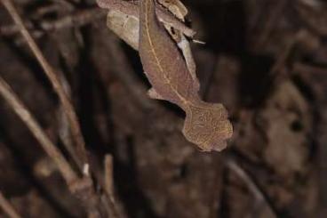 Geckos kaufen und verkaufen Foto: ENZ - Uroplatus phantasticus