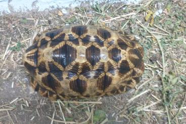 Landschildkröten kaufen und verkaufen Foto: Platynota male for sale. 
