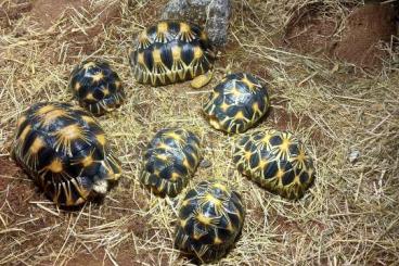Schildkröten  kaufen und verkaufen Foto: Strahlenschildkrötengruppe zu verkaufen 