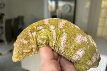 Echsen  kaufen und verkaufen Foto: Rhacodactylus leachianus stunning high colour high pattern