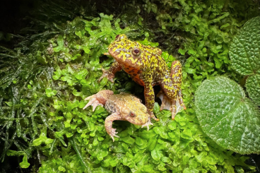 frogs kaufen und verkaufen Photo: Bombina orientalis Albinos (wanted) frogs kaufen und verkaufen Photo: Bombina orientalis Albinos (wanted)