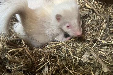 Exotic mammals kaufen und verkaufen Photo: Skunk Stinktier Albino Mephitis Welpen Exotic mammals kaufen und verkaufen Photo: Skunk Stinktier Albino Mephitis Welpen