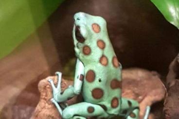 Poison dart frogs kaufen und verkaufen Photo: Looking for auratus microspot Green fine spot and Pumilio El Dorado 