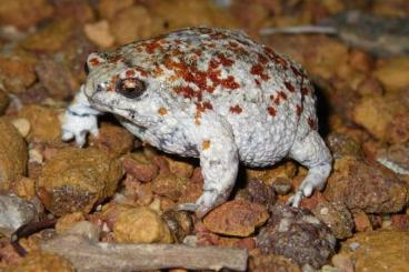 frogs kaufen und verkaufen Photo: Looking for Breviceps sp and Arenophryne sp.